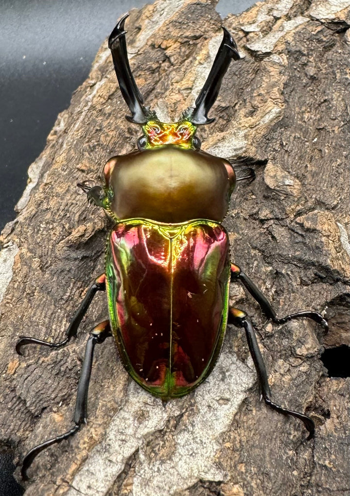 《ニジイロクワガタ 52mm ペア》