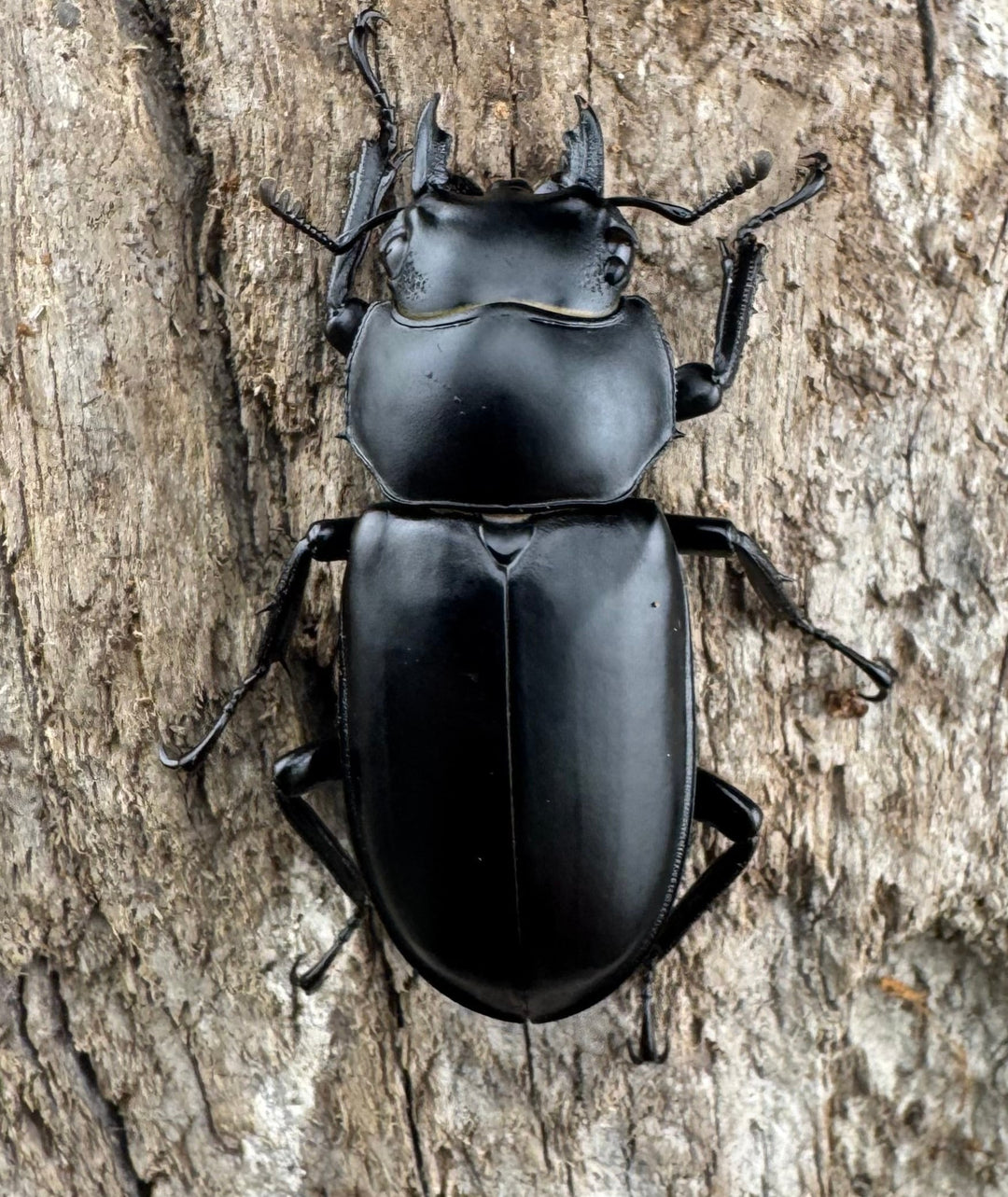 【WD】《ウエストウッディ亜種カズミアエ 雲南省産 72mm ペア》