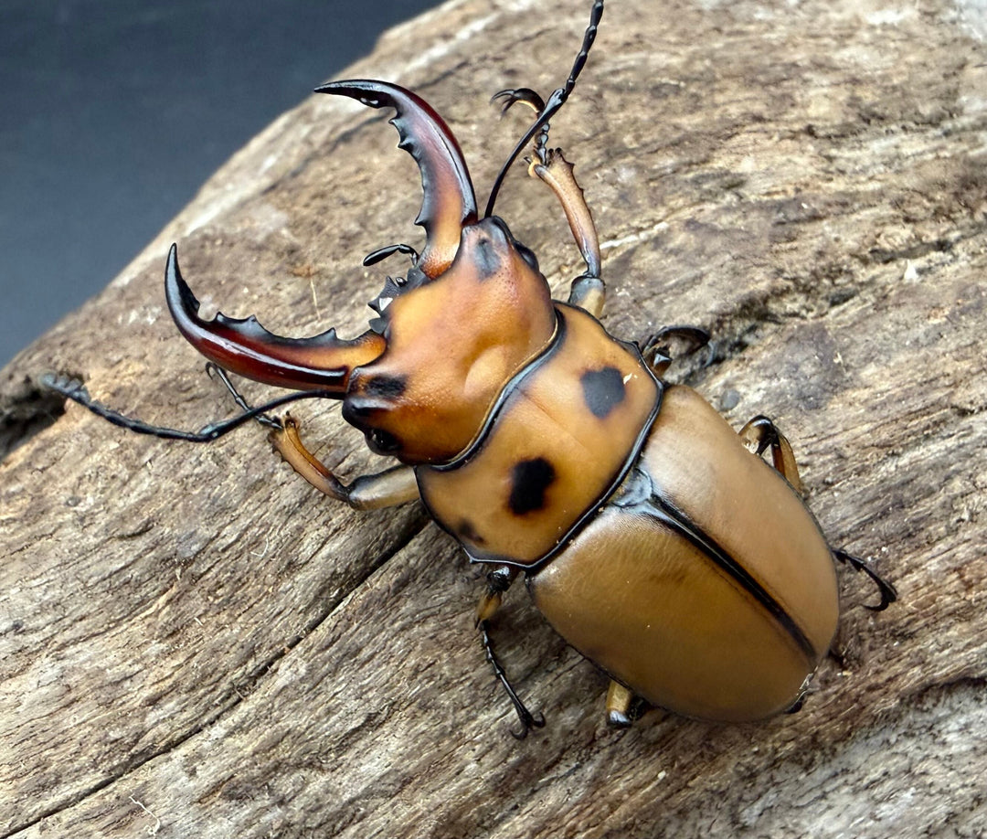 【WF4】《グラディアトールメンガタクワガタ 40mm ♂♀♀トリオ》