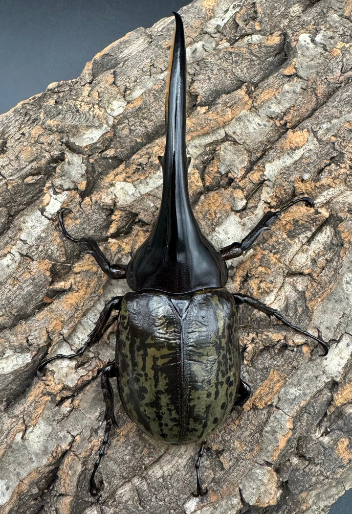 《ヘラクレス・ヘラクレス 132mm ペア》