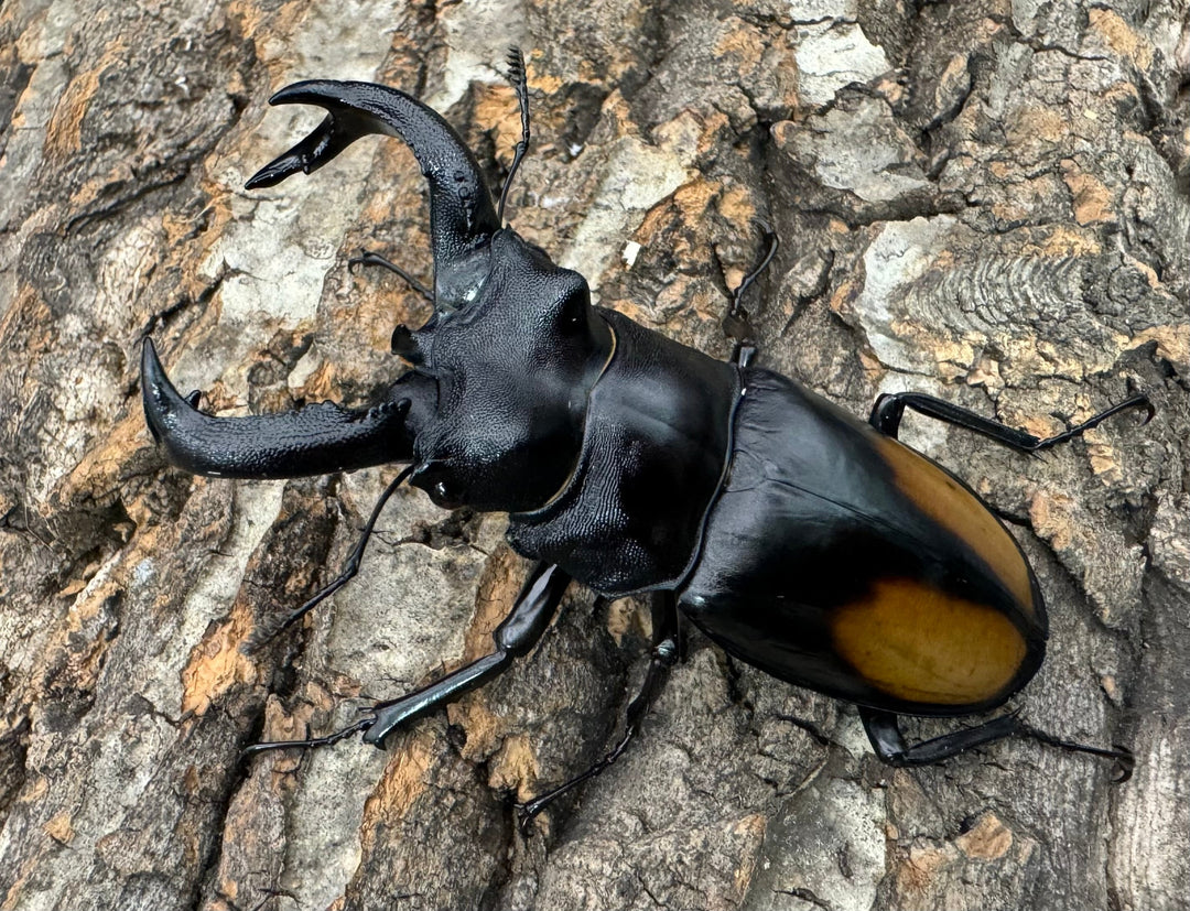 【WD】《セアカフタマタ 80mm ペア》