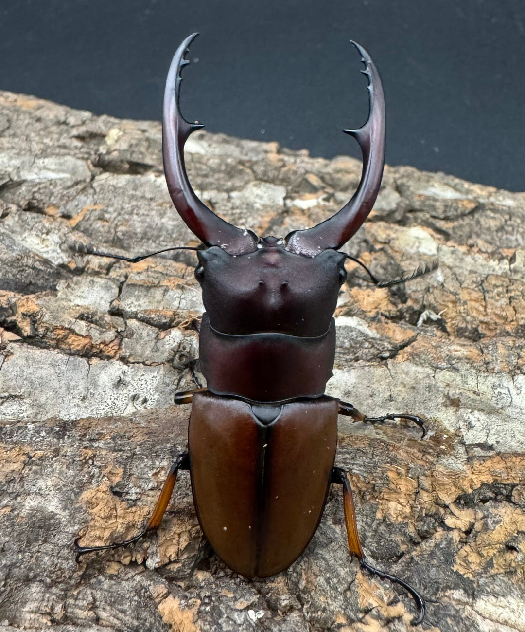 【WD】《アスタコイデスノコギリ ベンクール産 64mm ペア》