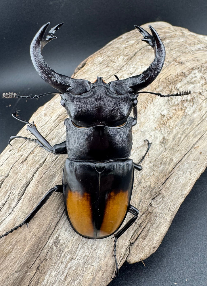 【WD】《セアカフタマタ（パリーフタマタ） 85mm ペア》