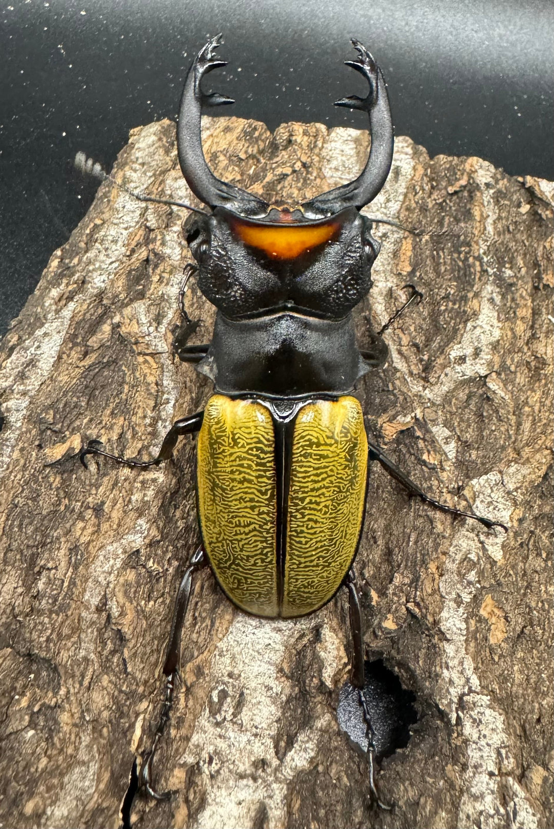 【WD】《スペクタビリスツヤクワガタ 78.5mm ペア》