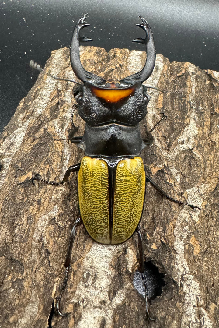 【WD】《スペクタビリスツヤクワガタ 78.5mm ペア》