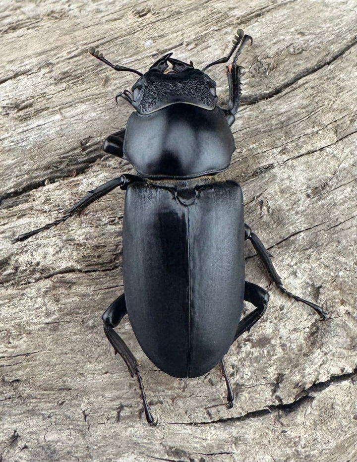 【WD】《ブラナウンコクワ 福貢県産 40mm ペア》