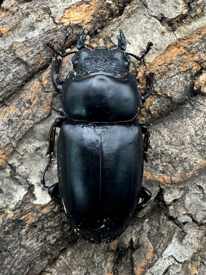 《インドアンタエウス サディア産 80mm ペア》