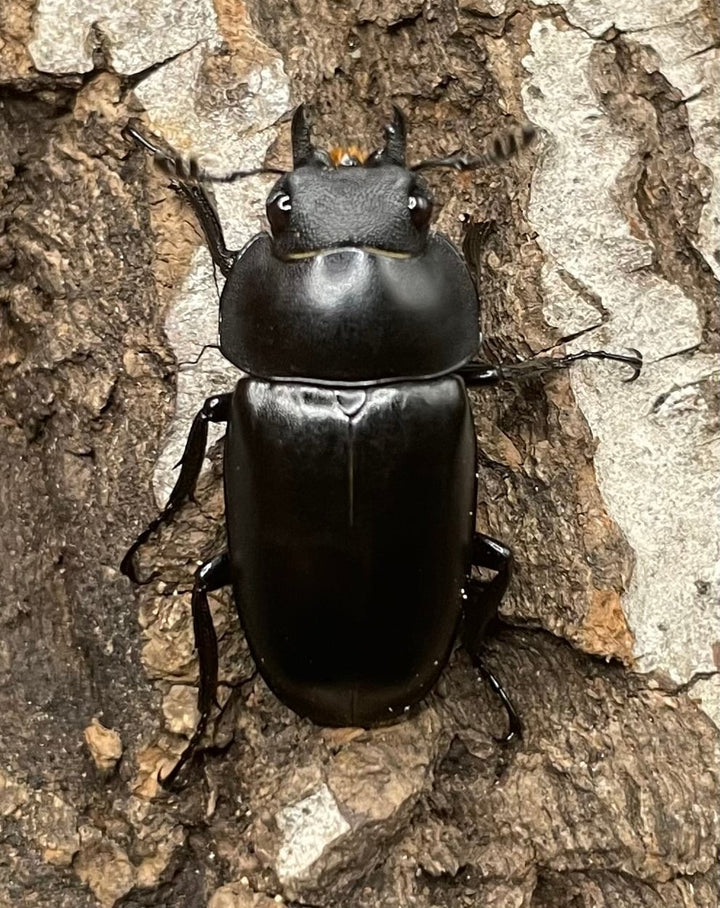 【WD】貴重種《ポレクトゥスノコギリクワガタ 47.5mmUP ペア B品》