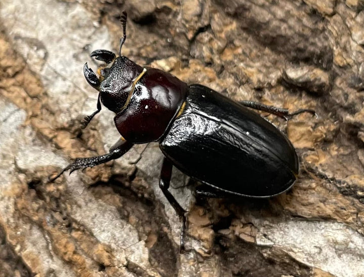 《ミクラミヤマ 神津島産 Free ペア》