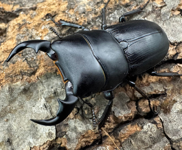 【WD】《ドルクス メンシウス 35.5ｍｍ ペア》