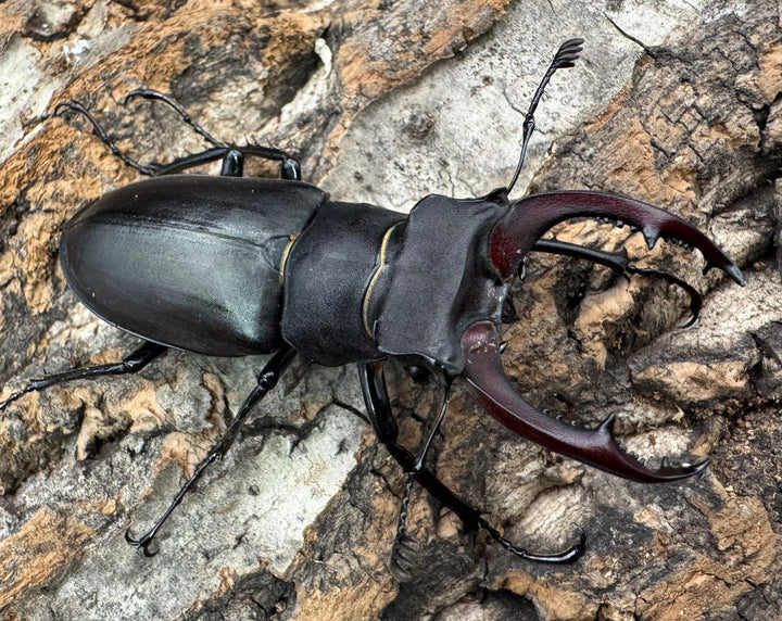 《ユダイクスミヤマ 60mm ペア》