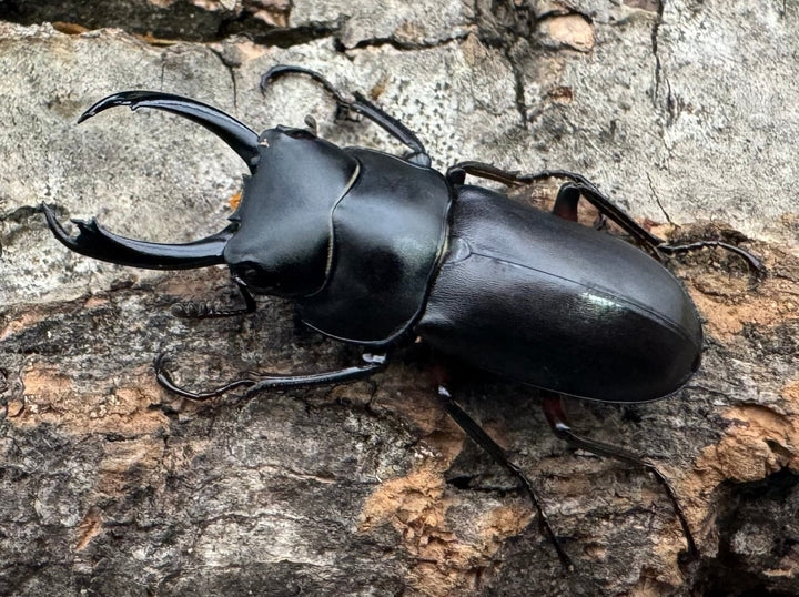 【WD】《テヌエコスタトゥスコクワ亜種pieli 27mm ♂♀♀トリオ》