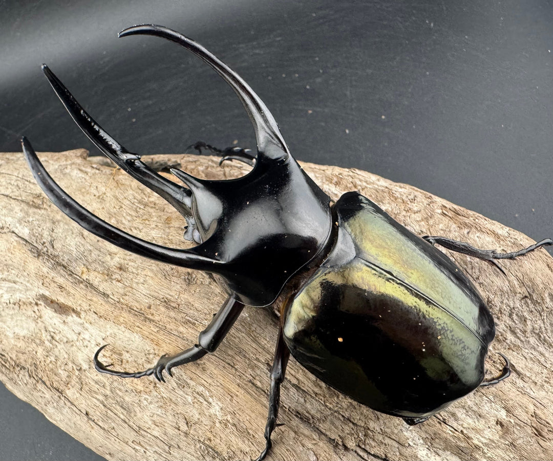 【WD】《スマトラコーカサスオオカブト 96mm ペア》