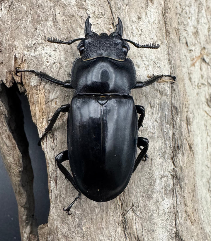 【WD】《セアカフタマタ（パリーフタマタ） 57mm ペア》