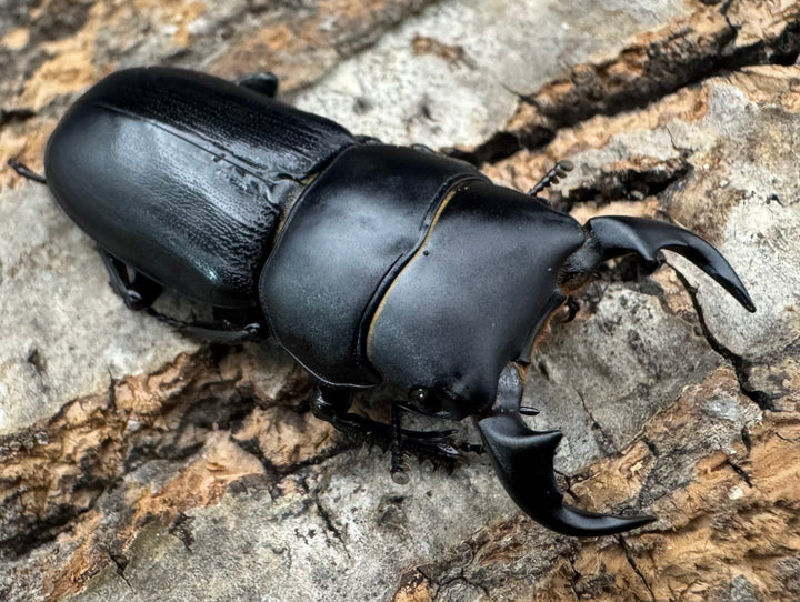 【WD】《ドルクス メンシウス 35ｍｍ ペア》