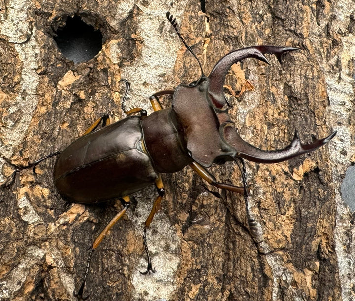 【WD】《フェアメイルミヤマクワガタ 52mm ♂♀♀トリオ》