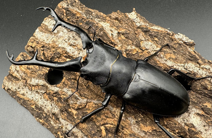 【WD】《ギラファノコギリ亜種ケイスケ 105mm ペア》