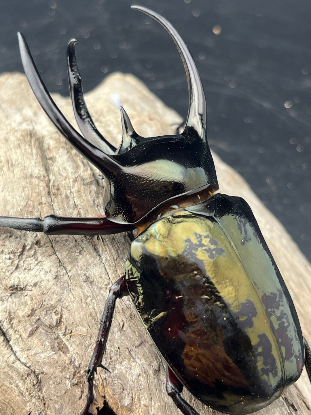 【WD】《ミンダナオアトラスオオカブト マラグサン産 90mm ペア》