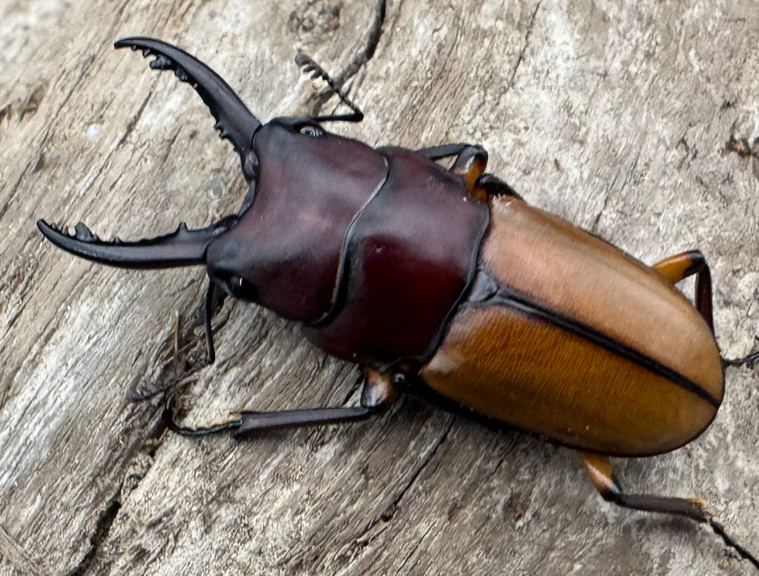 【WD】《ブルイジンノコギリ ペレン島産 35.5mm ペア》