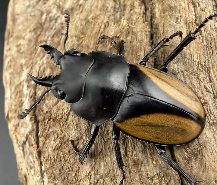 【WD】《パリーマルバネクワガタ 35.5mm ペア》