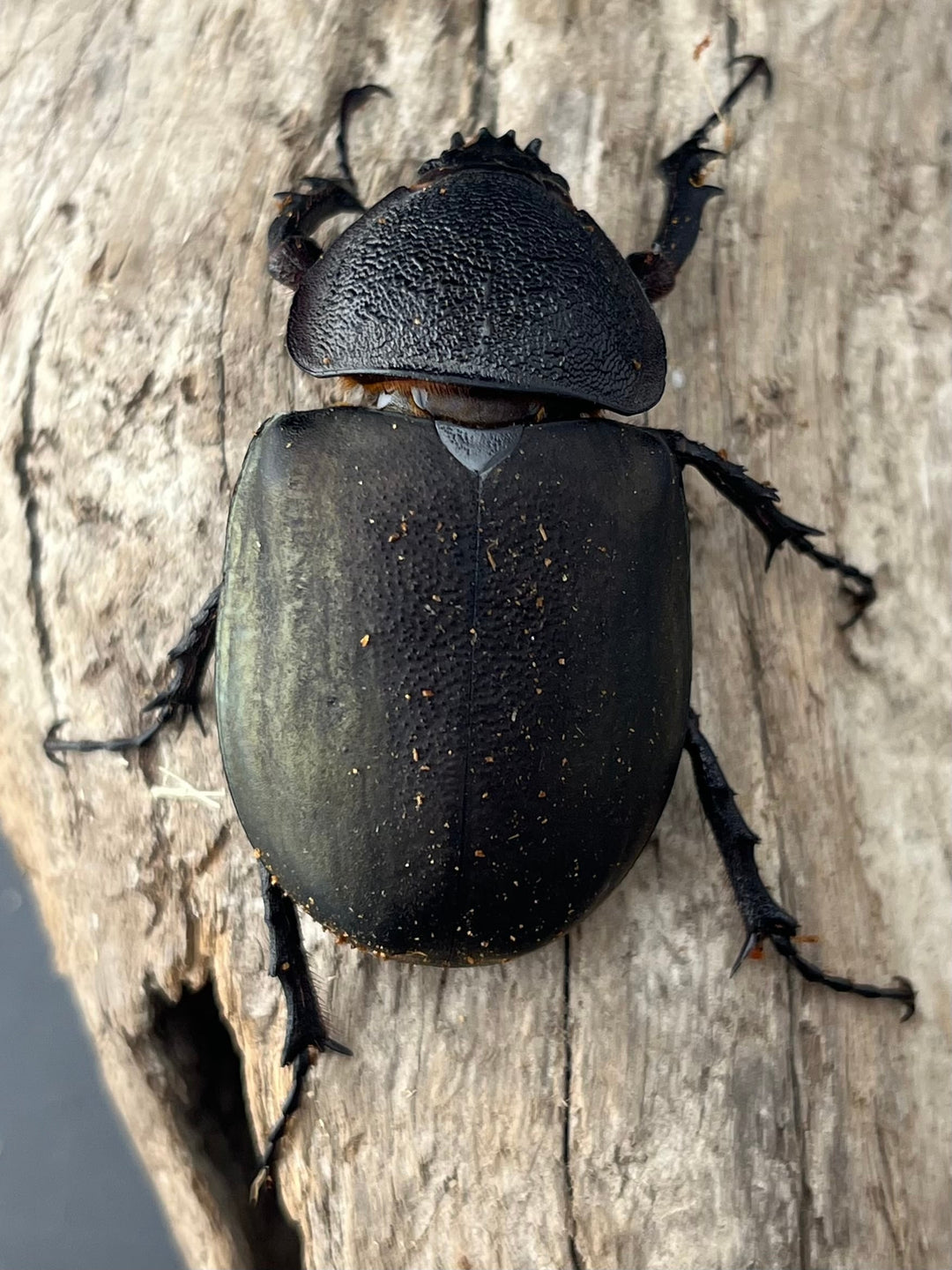 【WD】《ミンダナオアトラスオオカブト マラグサン産 92mm ペア》