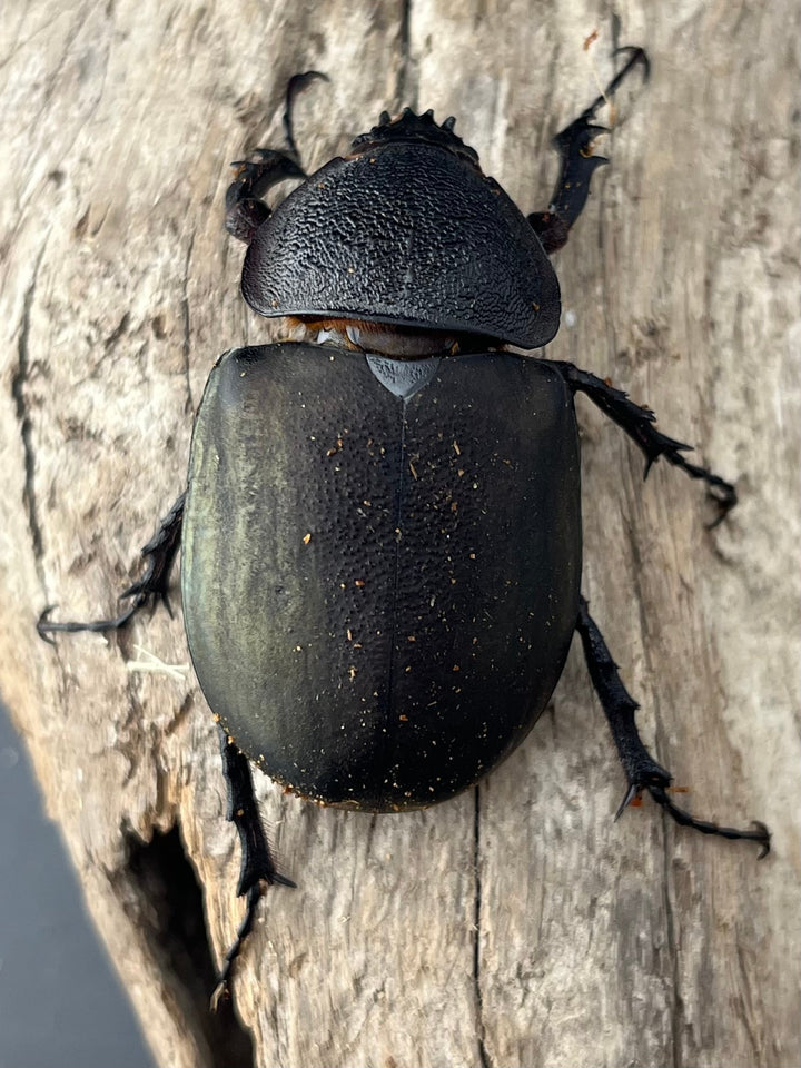 【WD】《ミンダナオアトラスオオカブト マラグサン産 92mm ペア》