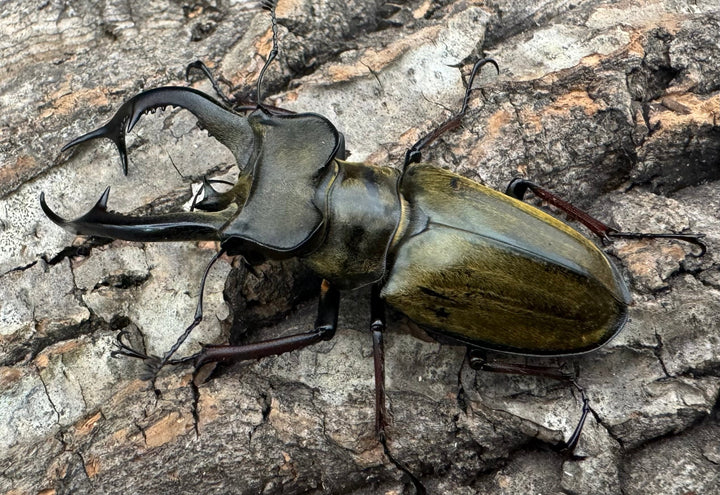 【WD】《チェンミヤマ メトク産 65mm ♂♀♀トリオB品》