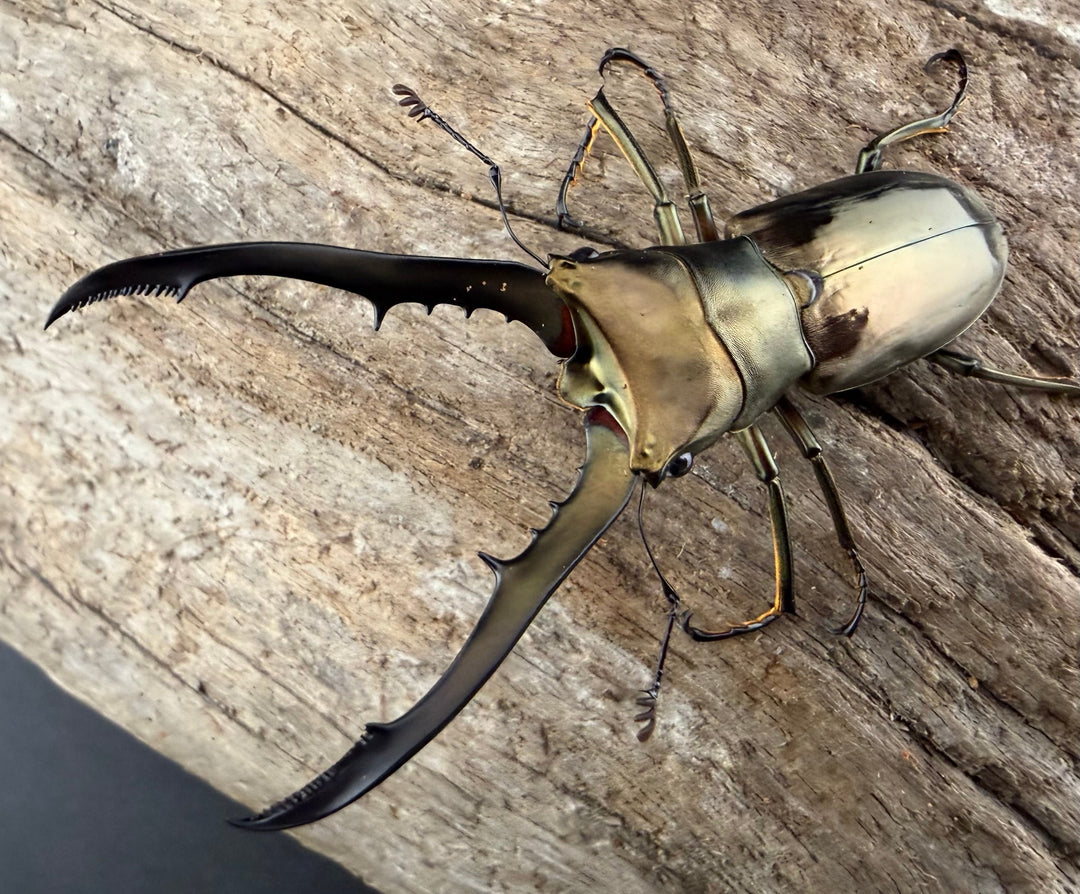 《メタリフェルホソアカ亜種イソガイ 61mm ペア》