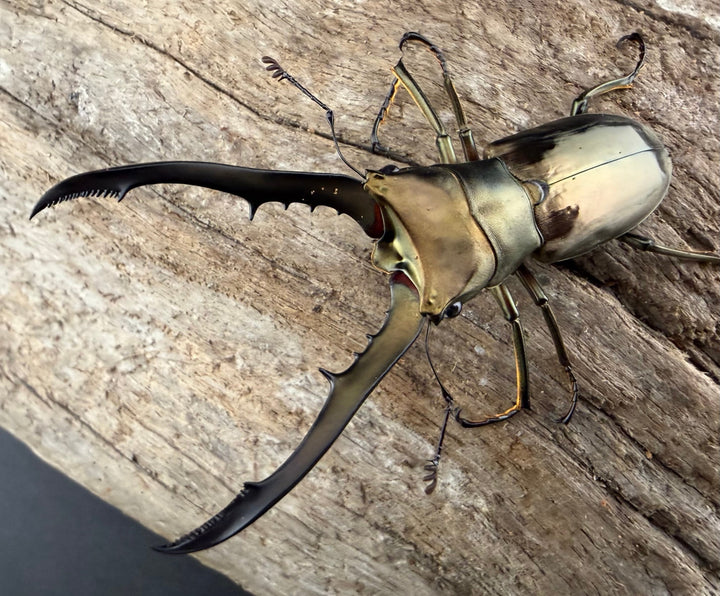 《メタリフェルホソアカ亜種イソガイ 61mm ペア》