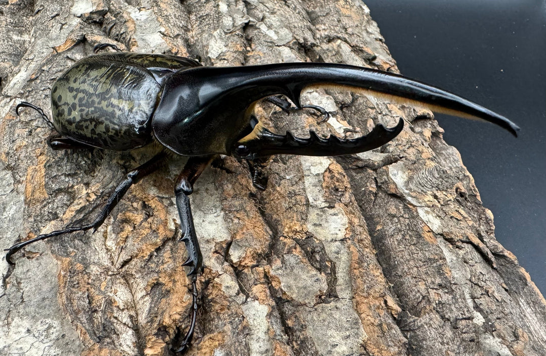 《ヘラクレス・ヘラクレス 132mm ペア》