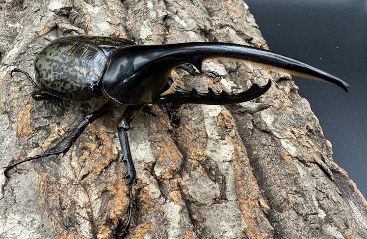 《ヘラクレス・ヘラクレス 132mm ペア》