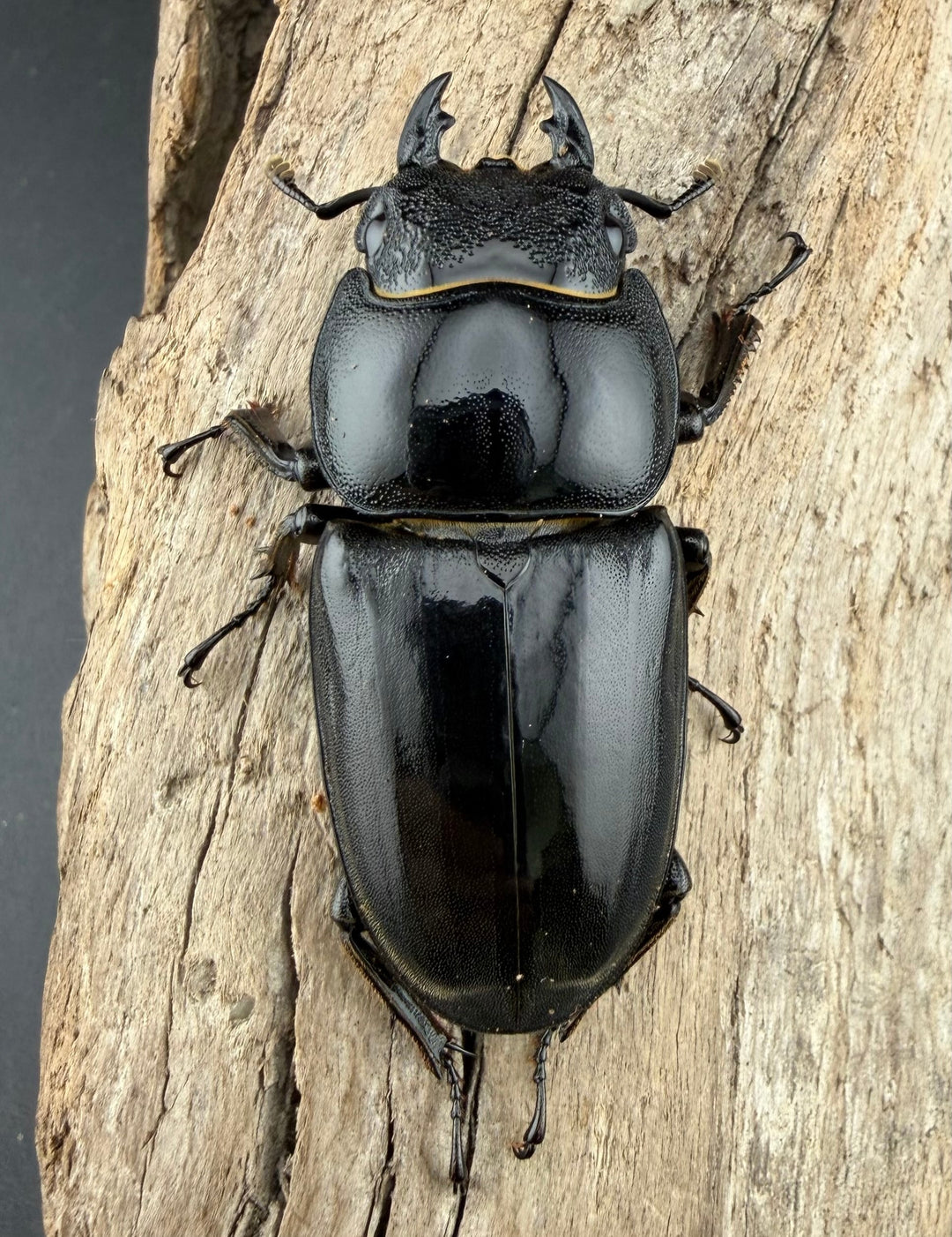 《パラワンオオヒラタ マンタリンガハン産 102mm ペア》