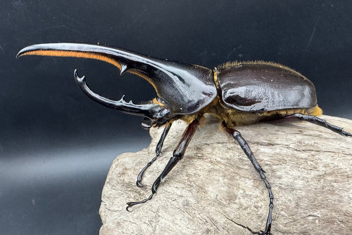 《ヘラクレス・ヘラクレス 131mm ペア》