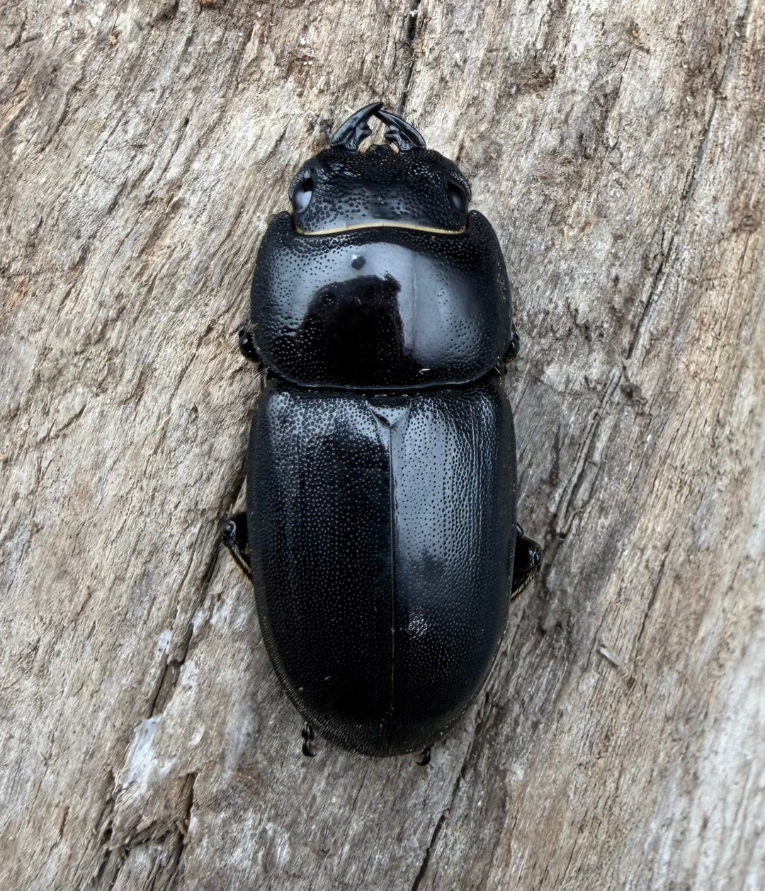 【WD】長歯《パプアヒラタクワガタ 52.5mm ペア》