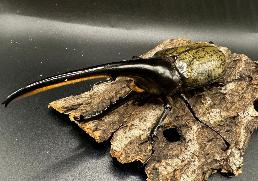 《ヘラクレス・ヘラクレス 154mm ペア》