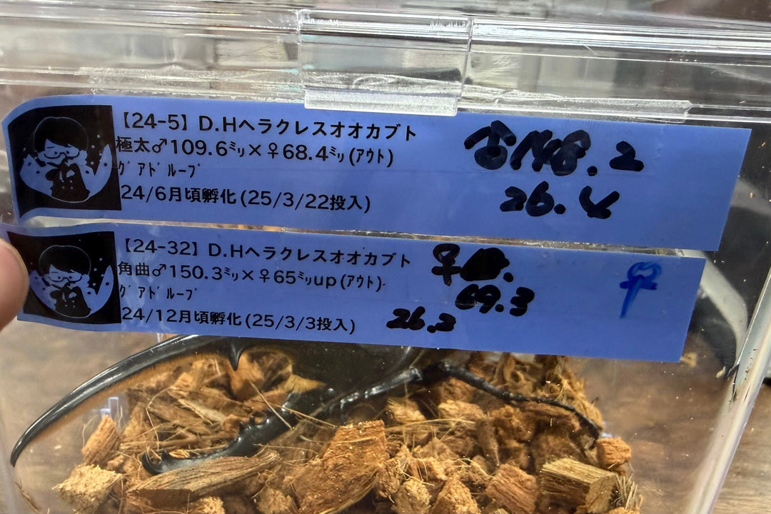 《ヘラクレス・ヘラクレス 148mm ペア》クワカブの部屋三森氏ブリード個体