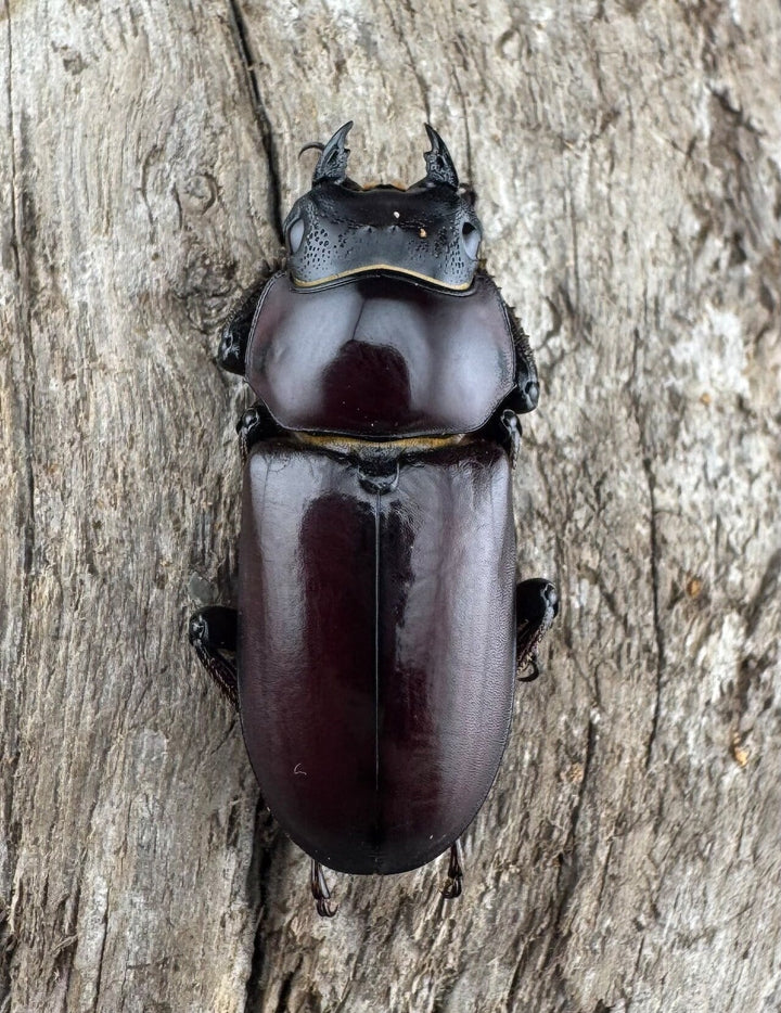 【WD】《ウォードコクワ チベット産 50mm ペア》