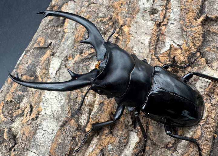 【WD】《インターメディアツヤクワガタ ネグロス産 96.5mm ペア》