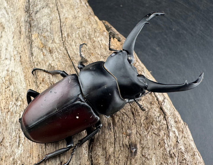 【WD】《ドンキエルコクワ原名亜種 60mm A’品ペア》