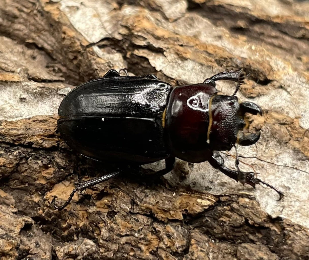 《ミクラミヤマ 神津島産 Free ペア》
