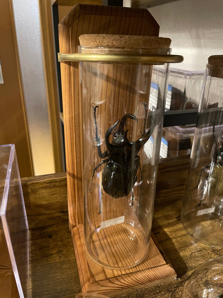 インテリア標本《コーカサスオオカブト♂》