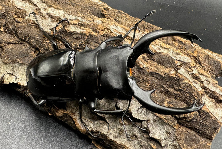 【WD】《インターメディアツヤクワガタ 89mm ペア》