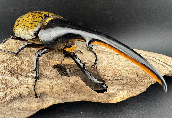 《ヘラクレス・ヘラクレス 143mm ペア》