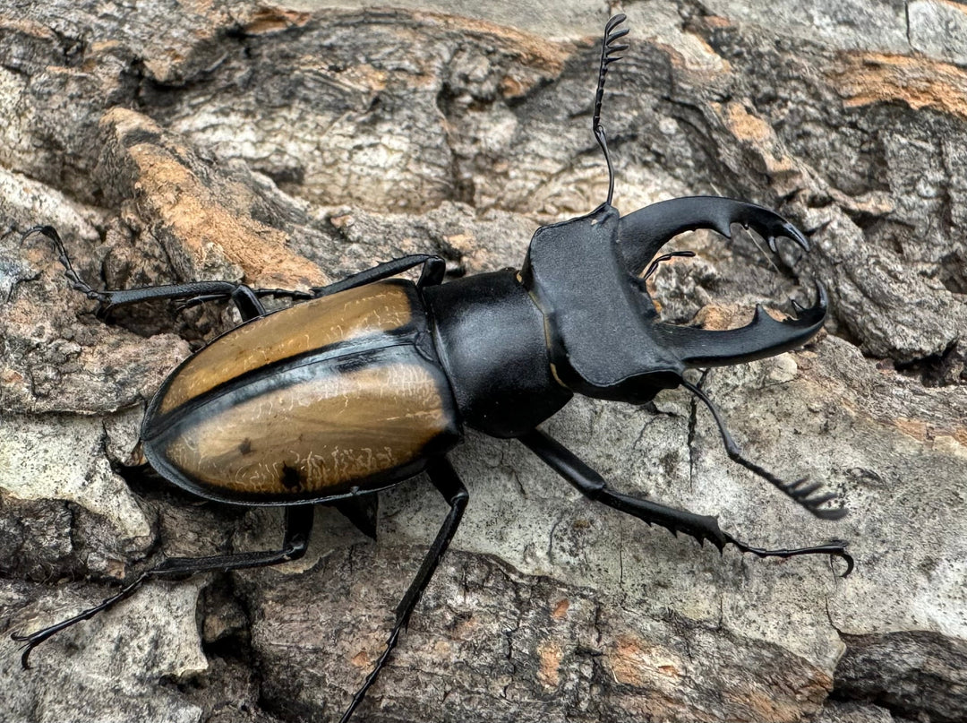 【WD】《パリーミヤマクワガタ 40.5mm B品ペア》