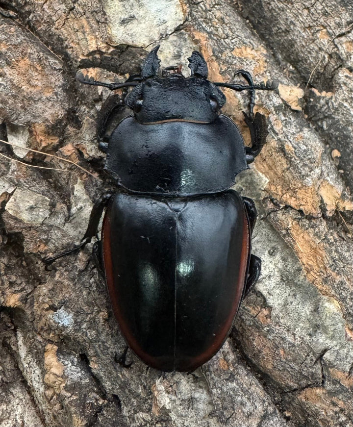 【WD】《クベラツヤクワガタ亜種sinensis ♀単A’品》