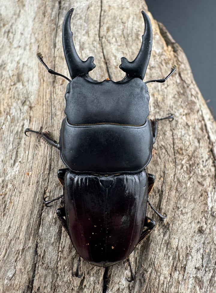 【WD】《ヒペリオンヒラタ原名亜種 雲南省産 57mm ペア》