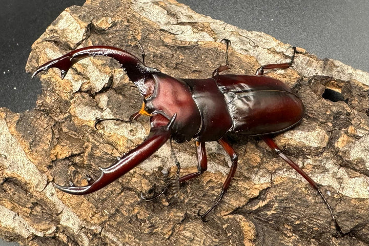 《フォルスターフタマタ亜種ニシ 紅系累代 72mm ペア》inohiro109氏ブリード個体