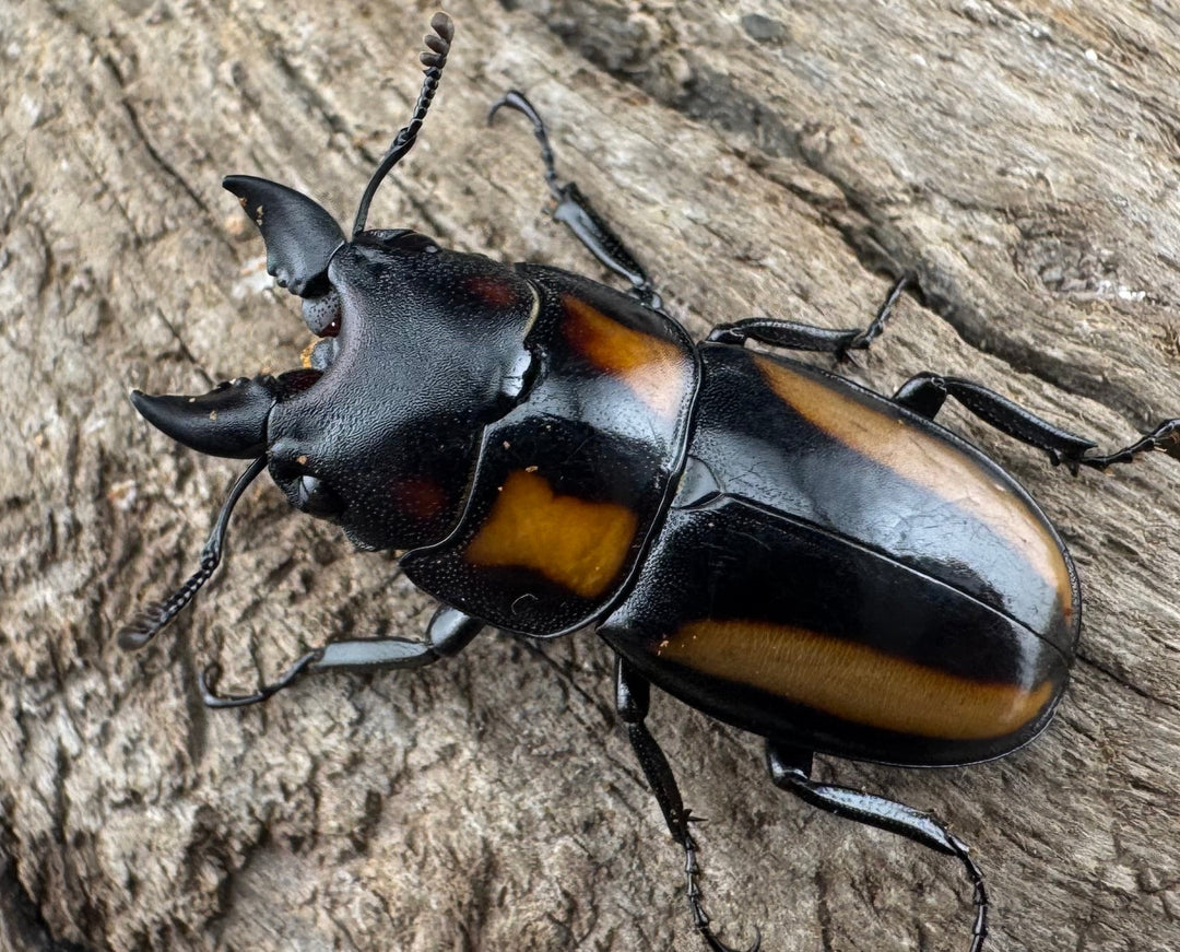 【WD】《ビプラギアトゥスノコギリ 海南省産 27.5mm ペア》