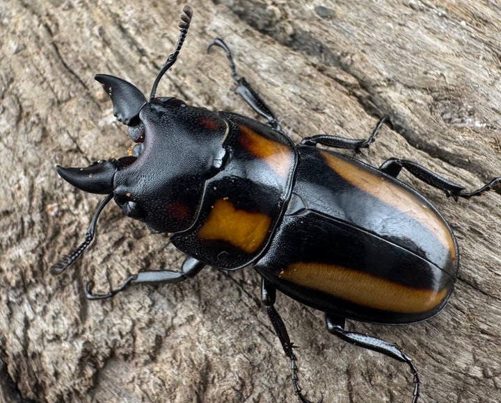 【WD】《ビプラギアトゥスノコギリ 海南省産 27.5mm ペア》