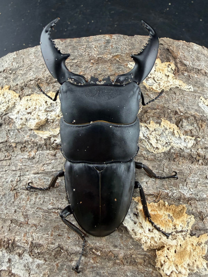 【WD】《スマトラオオヒラタ パダン産 83mm ペア》